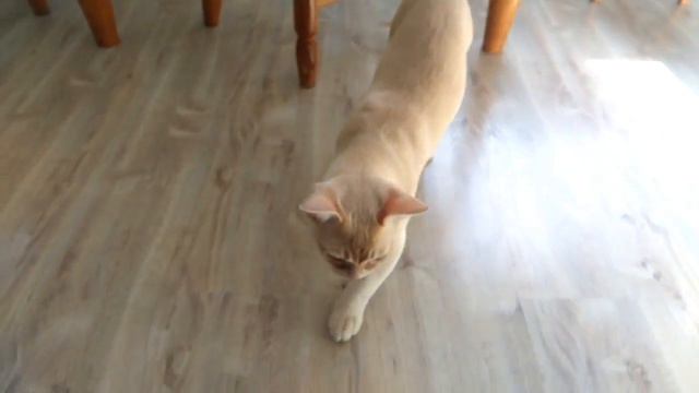 Бурма-кот и табурет.