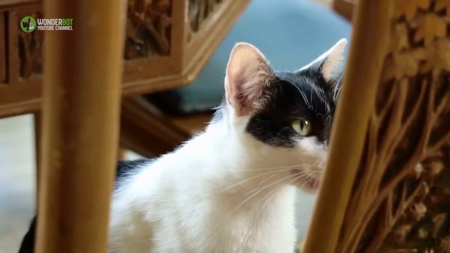 Cat Hailed a Hero After Saving Baby From Abusive Babysitter смотреть онлайн