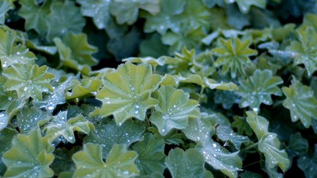 МОХ | Сад трав в Новой Голландии | The Herb Garden for New Holland Island смотреть онлайн