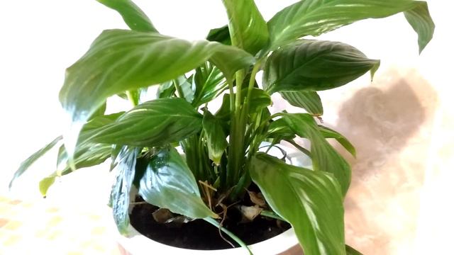 опрыскивание и протирание листьев смотреть онлайн