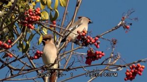 Свиристель - одна из самых красивых птиц / Свиристели сибирские чем питаются зимой / имеет хохолок