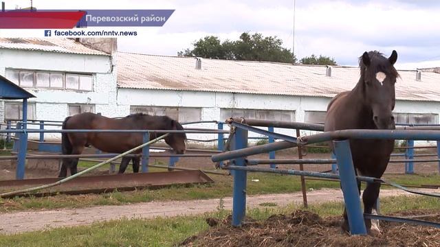 Проект "Яблоневый сад для лошадей-тяжеловозов" смотреть онлайн
