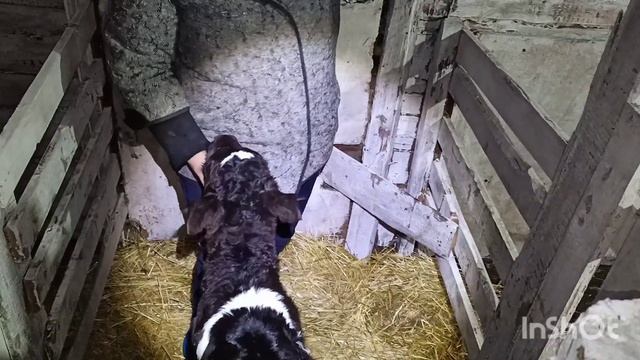 Вес телят при рождении. смотреть онлайн