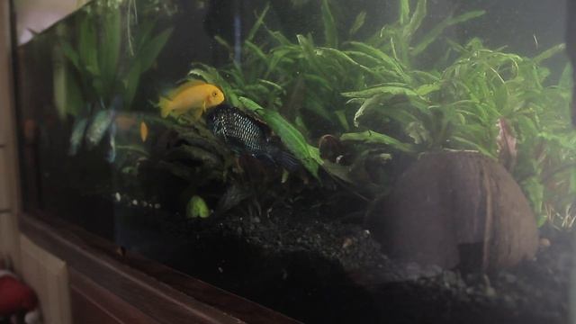 Очередная уборка в аквариуме. Появились водоросли. Альгицыд. Мальки подросли смотреть онлайн