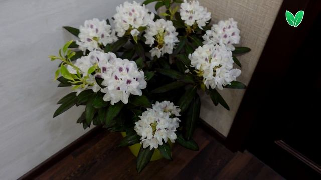 Рододендрон Кальсап. Rhododendron Calsap смотреть онлайн