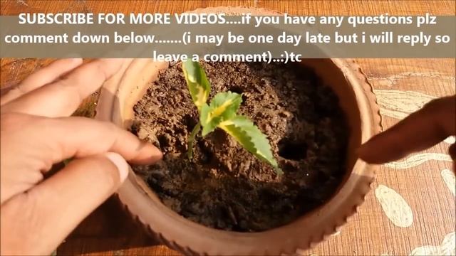 How to Grow Coleus From Cuttings (WITHOUT ROOTING HORMONE) смотреть онлайн