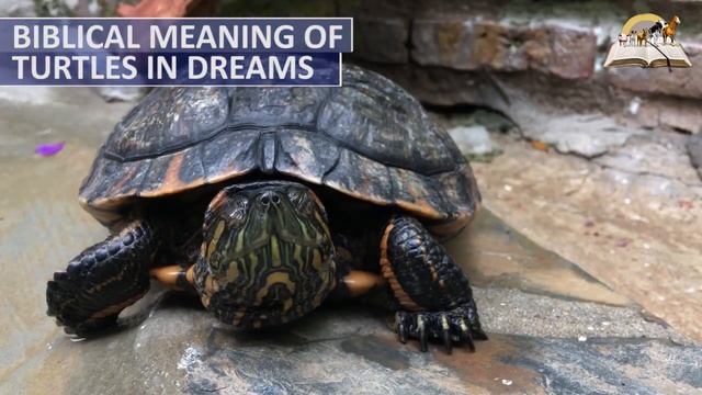 Biblical Meaning Of TURTLES In Dream - Symbolism And Interpretation