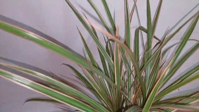 Dracaena Marginata 'Bicolor'