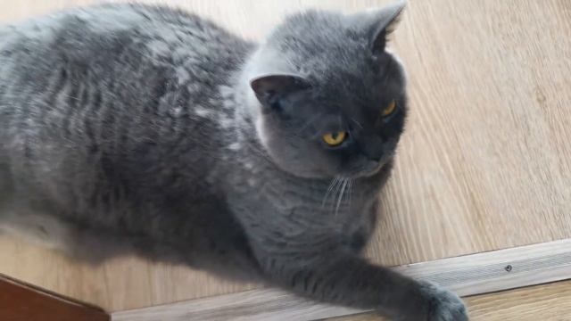КОТ ЛЕНИВЕЦ,,КОТ МАРСЮША) смотреть онлайн