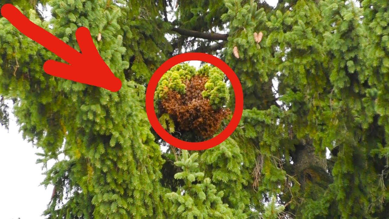 Что это на елке? What is it on the tree? смотреть онлайн