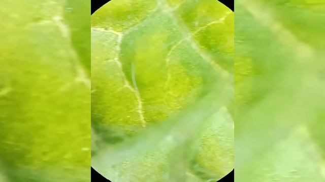 Листик Под Микроскопом / Leaf Under The Microscope смотреть онлайн