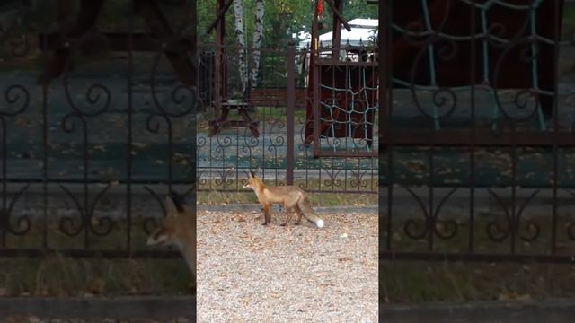 К ресторану в Бобруйске на завтрак и ужин приходит… лиса! смотреть онлайн