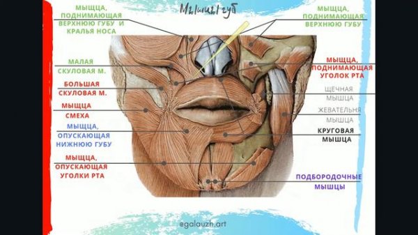 05_1_Анатомия губ