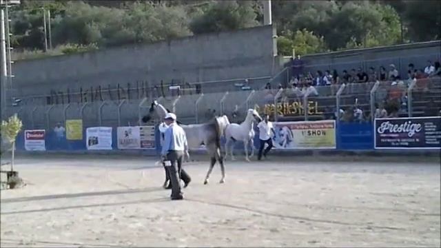 АРАБСКИЕ СКАКУНЫ CAVALLI ARABI смотреть онлайн