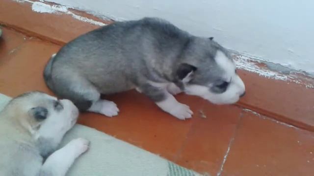 Малыш хаски воет смотреть онлайн