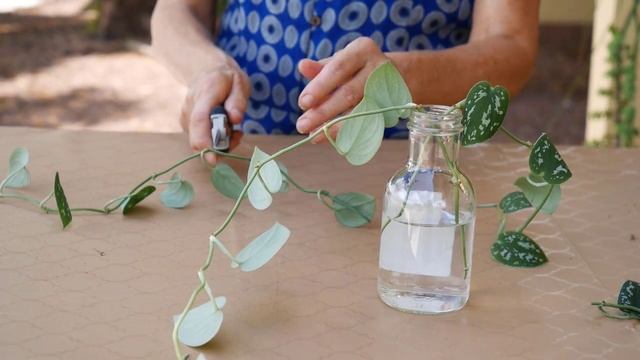 SATIN POTHOS PROPAGATION: SCINDAPSUS PICTUS PROPAGATION & PRUNING/JoyUsGarden