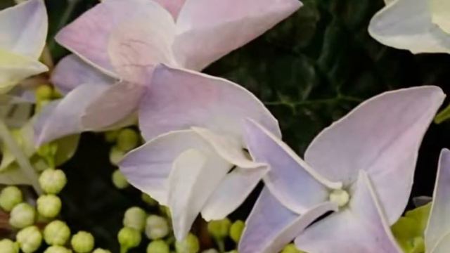 HYDRANGEA смотреть онлайн