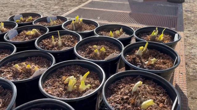 Potting a New Shipment of Bare Root Perennials // Wandering Willow Farms смотреть онлайн