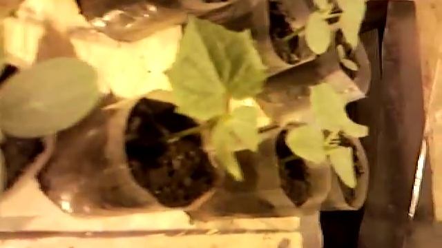 Расстановка рассады огурца в пленочных теплицах смотреть онлайн