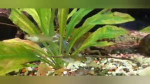 Совместимость рыбок и раков в аквариуме. ( почти шопотом)