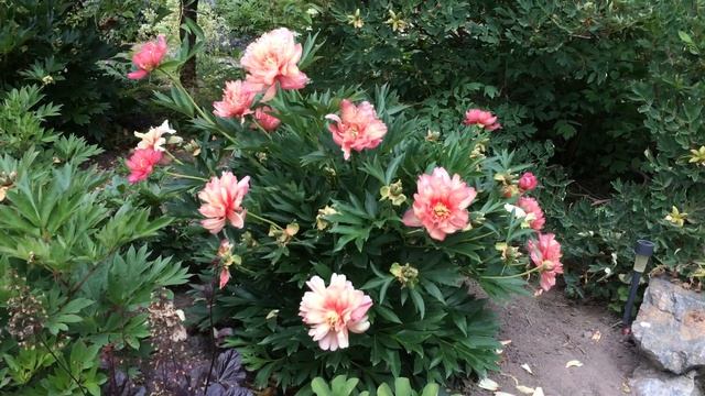 Itoh peony 'Julia Rose' смотреть онлайн