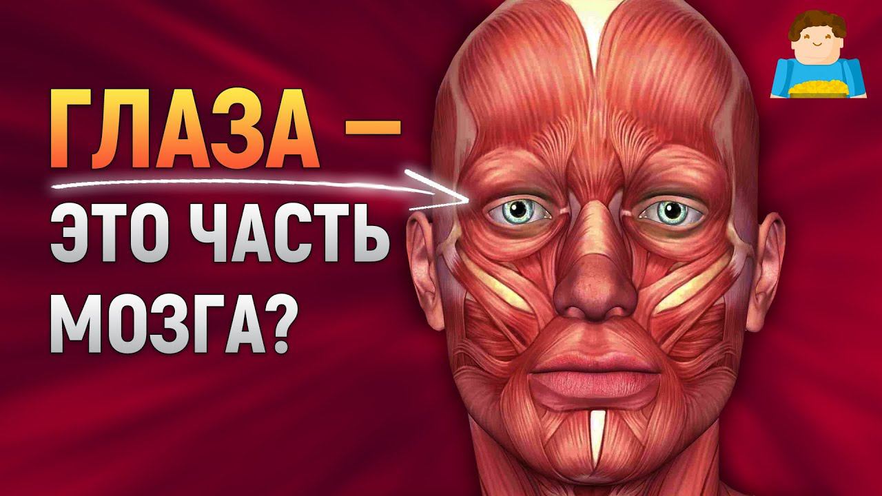 Глаза — это часть мозга? | Plushkin