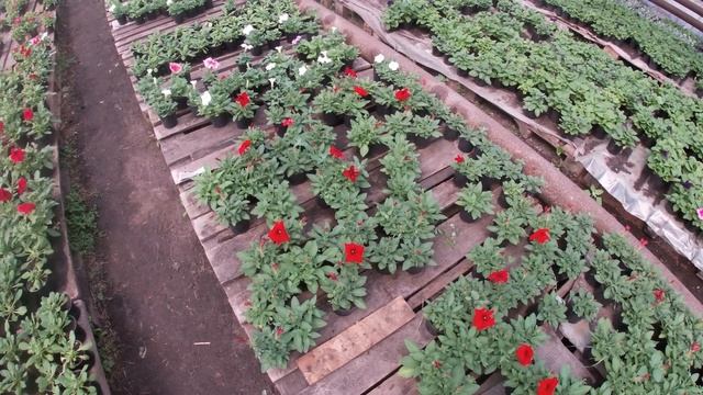 БИЗНЕС НА ПЕТУНИИ.СТОИТ ЛИ САЖАТЬ ПЕТУНИЮ? смотреть онлайн