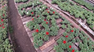 БИЗНЕС НА ПЕТУНИИ.СТОИТ ЛИ САЖАТЬ ПЕТУНИЮ?