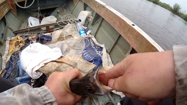 КЛЕВ С КАЖДОГО ЗАБРОСА! РЫБАЛКА НА АМУРЕ! ВЕРХОГЛЯД РВЕТ БЛЕСНА! смотреть онлайн