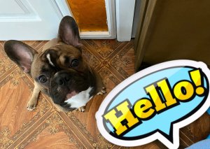 Привет от французского бульдога Феди
