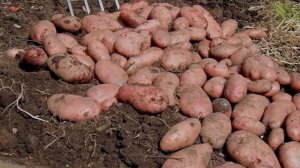 Рассыпчатые Сорта Картофеля