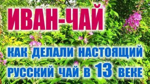 ИВАН ЧАЙ, РУССКИЙ ЧАЙ, КОПОРСКИЙ ЧАЙ. Заготовка ИВАН ЧАЯ, приготовление, ферментация и жарка.