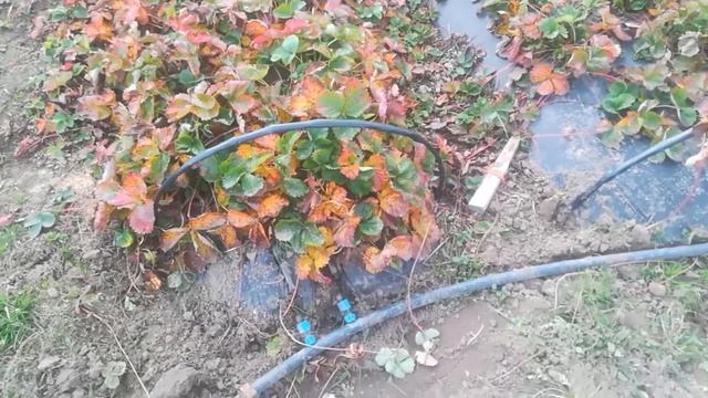 Как зимует капельный полив???