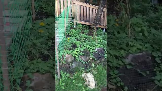 Недорого защитим посадки от алабаев смотреть онлайн