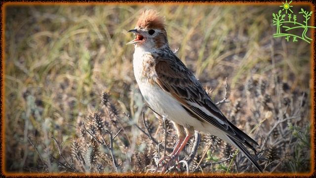 Голоса птиц Как поёт Жаворонок белокрылый (Melanocorypha leucoptera).mp4 смотреть онлайн