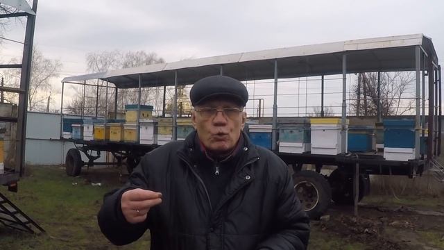 Подкормка пчел зимой Что лучше для пчел канди, мед или рамка с медом? смотреть онлайн