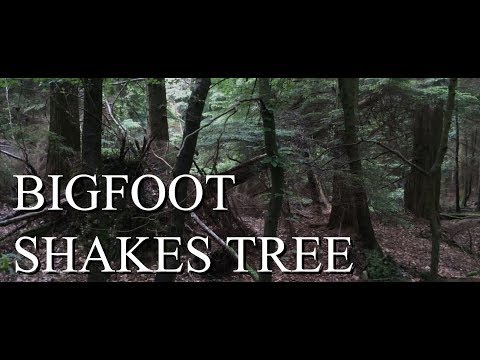 BIGFOOT CAUGHT ON CAMERA смотреть онлайн
