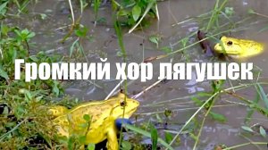 Лягушки. Кваканье, пение птиц на болоте для отдыха