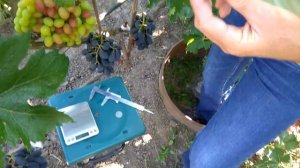 @Виноград Владыка ночи селекции Бурдака А В  Отзыв винограде 2020