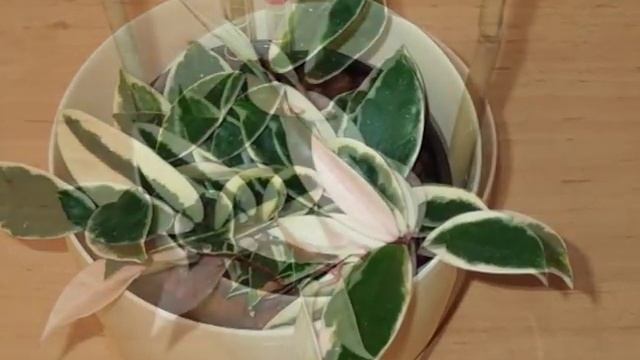 Hydroponic plant - Hoya carnosa ´Variegata´ смотреть онлайн