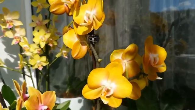 Цветение жёлтых орхидей☀️ ORCHIDS / PHALAENOPSIS/ Brion , Grazia, Sara Blanch, Las Vegas смотреть онлайн
