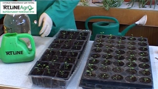 Когда как и чем подкормить сельдерей. Подкормка рассады сельдерея. смотреть онлайн