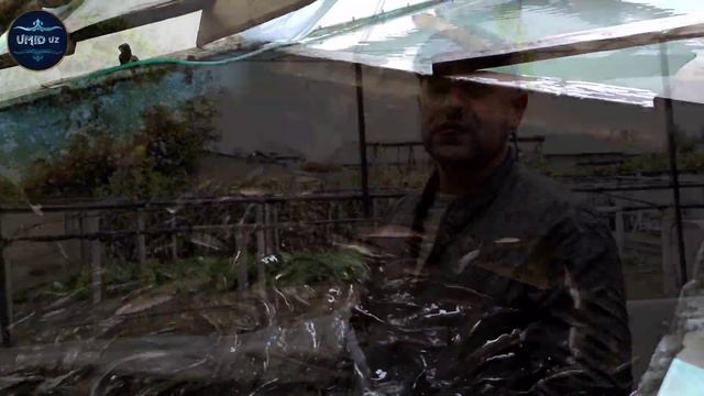 Afrika Laqqa Baliq Boqish Sirlari Va Kerakli Maslahatlar. Oddiy Uy Sharoitida.