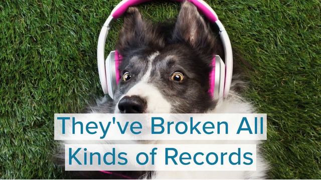 Things You Didn’t Know About the Border Collie смотреть онлайн
