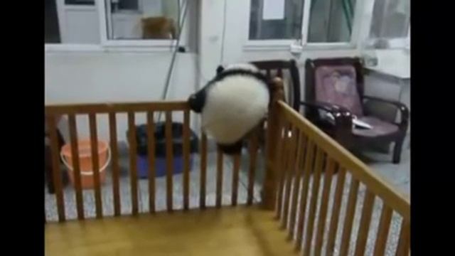 Забавные эти панды / sneezning panda смотреть онлайн