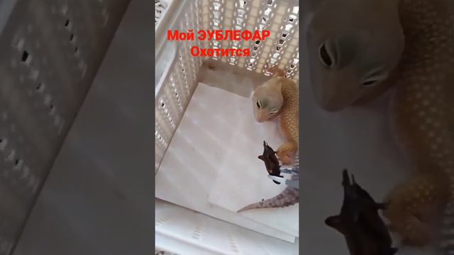 Эублефар охотиться 🦎 смотреть онлайн