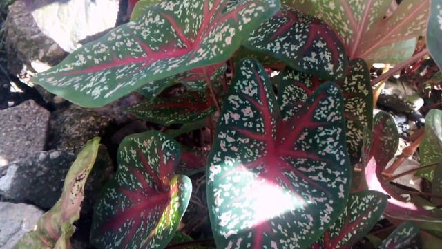 Caladium Red Star