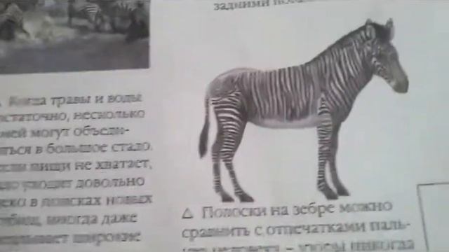 Всё про зебру смотреть онлайн