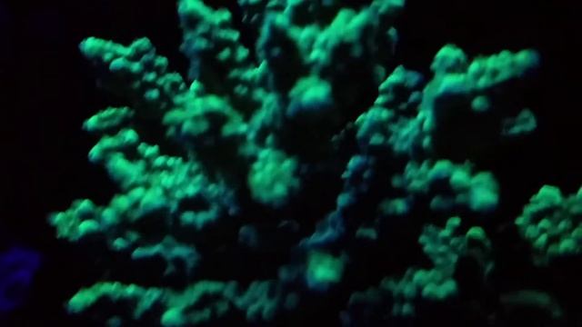 30g (moonlight LED ) смотреть онлайн