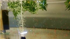 КАК быстро запустить аквариум, и пересадить туда рыбок